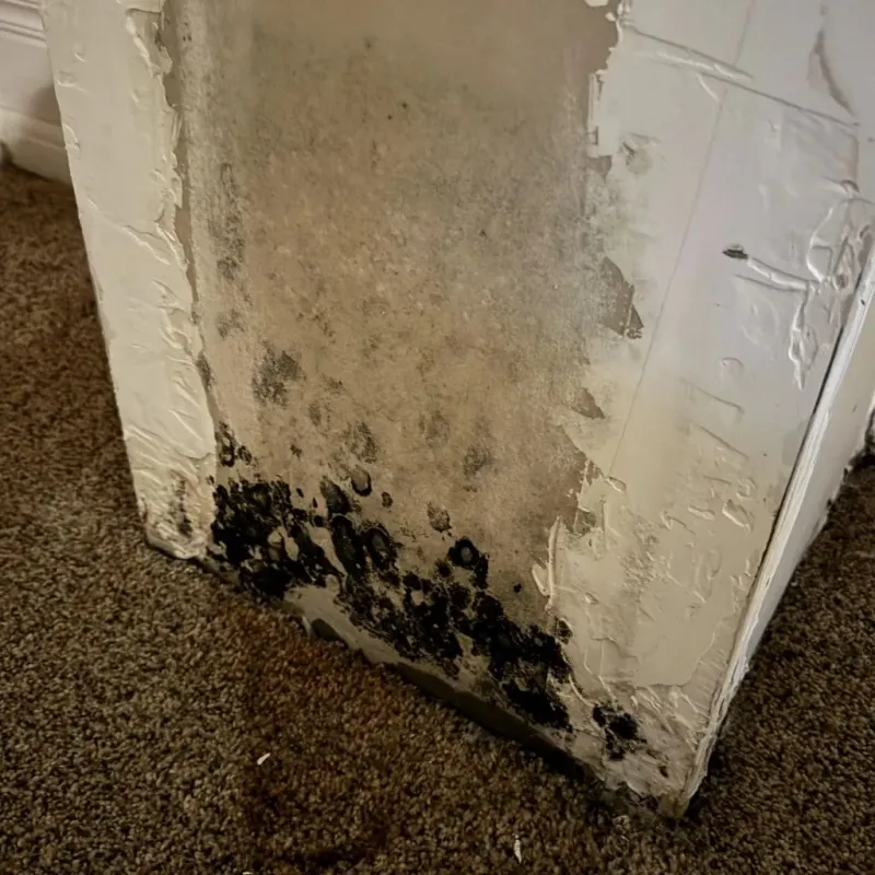 Professional Mold Removal in Manawa, WI